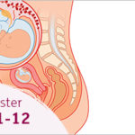 Mang thai tuần thứ 11 và 12