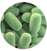 Vi khuẩn Clostridium perfringens