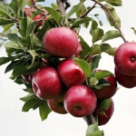 Tác dụng của quả táo: Giá trị dinh dưỡng và lợi ích với sức khỏe