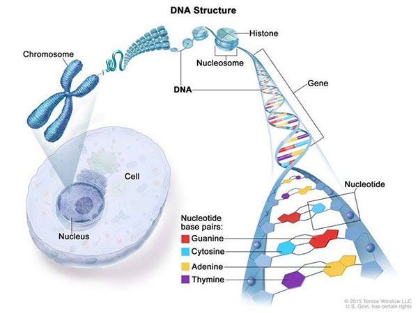 ADN tế bào ung thư