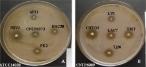 H.6. Tác dụng ức chế các chủng gây bệnh chỉ thị của một số chủng LAB probiotic. (A) Salmonella enterica subsp. enterica ATCC14028 và (B) B. cereus CNTP6089. Phỏng theo Nguyễn.